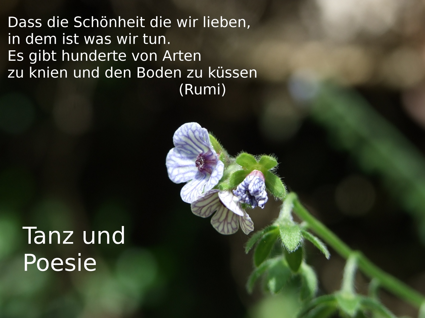 Tanz im Kloster Bonlanden 2011